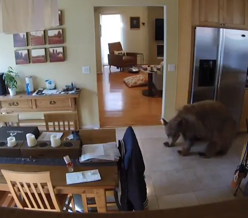 bear pasadena CITIZEN FREE PRESS