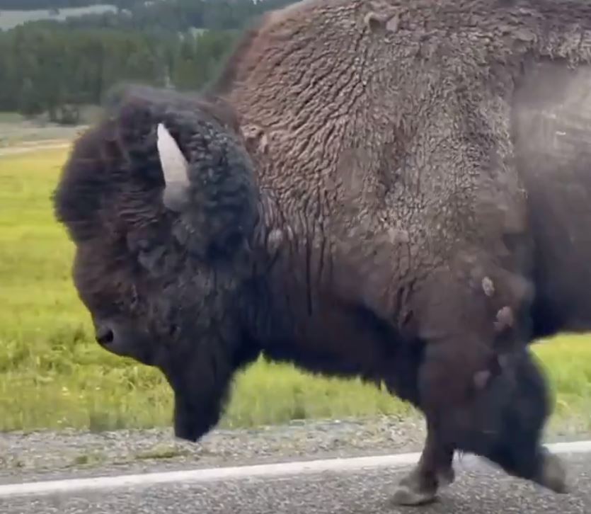 bison-yellowstone.jpg