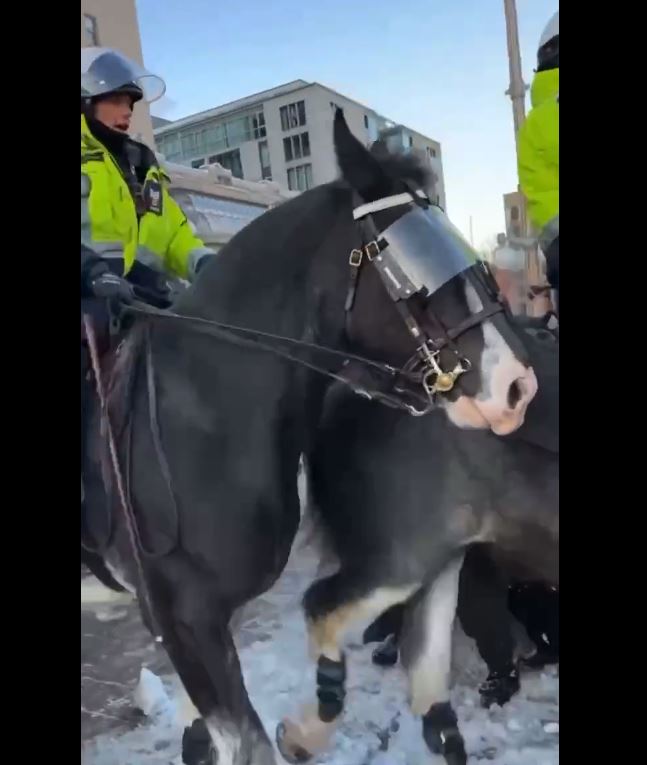 Ottawa Police on horseback trample elderly grandmother… Here’s the viral video…